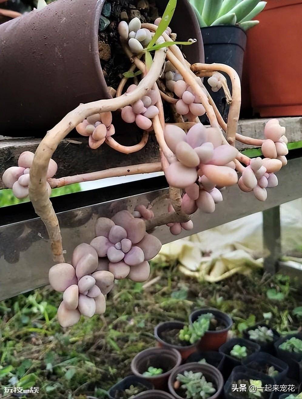 艾伦多肉养成小老桩技巧(艾伦度夏的养殖方法和注意事项)-图片6